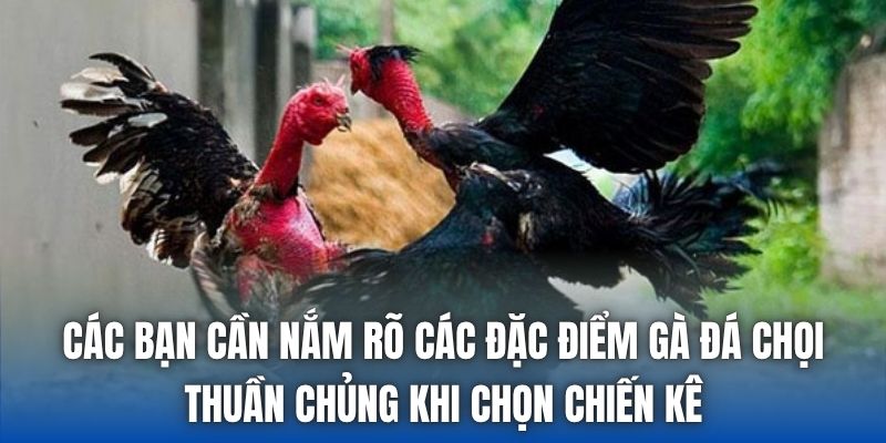 Các bạn cần nắm rõ các đặc điểm gà đá chọi thuần chủng khi chọn chiến kê