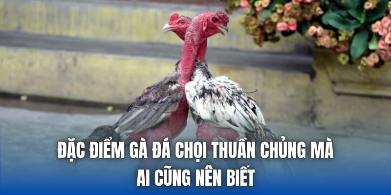 Đặc Điểm Gà Đá Chọi Thuần Chủng Mà Ai Cũng Nên Biết