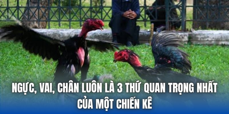 Ngực, vai, chân luôn là 3 thứ quan trọng nhất của một chiến kê